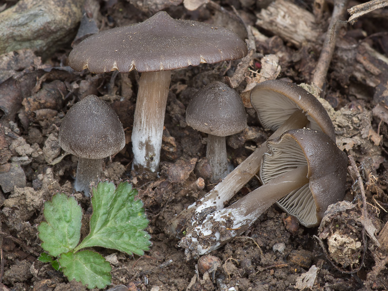 Entoloma vernum